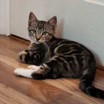 Thumbnail photo of Barley #4