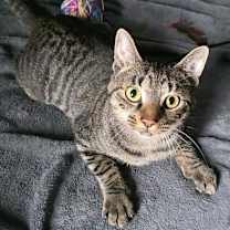 Thumbnail photo of Swiss #1