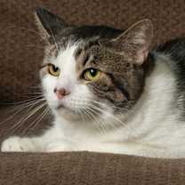 Thumbnail photo of Camel #1