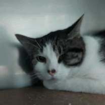 Thumbnail photo of Camel #2