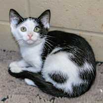 adopt a pet