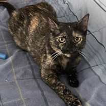 Thumbnail photo of Ewok #1