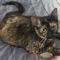 Thumbnail photo of Ewok #2