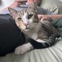 adopt a pet