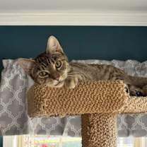 Thumbnail photo of Jar Jar Binks #2