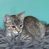 Thumbnail photo of Jar Jar Binks #4