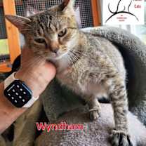 Thumbnail photo of Wyndham #1