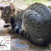 Thumbnail photo of Chance #4