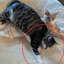 Thumbnail photo of Gimli #1