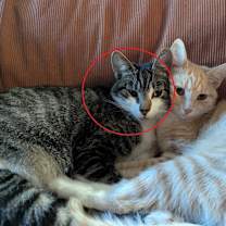 Thumbnail photo of Gimli #2