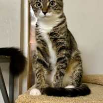 Thumbnail photo of Curry #2