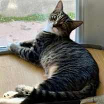 Thumbnail photo of Curry #3