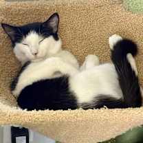 Thumbnail photo of Dill #1