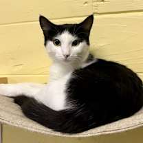 Thumbnail photo of Dill #2