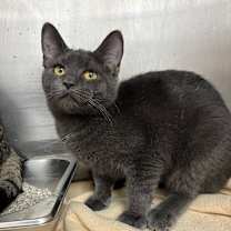 Thumbnail photo of Cassandra #1