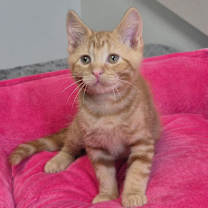 Thumbnail photo of Rowdy Raptor #2