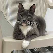 Thumbnail photo of Bella #4