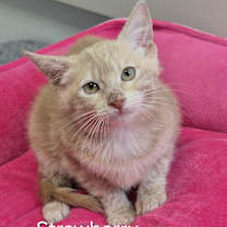 Thumbnail photo of Strawberry Shortcake #4