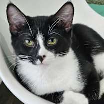 Thumbnail photo of Jazz #4