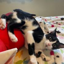 Thumbnail photo of Monkey #1