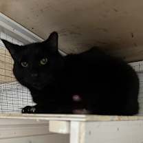 Thumbnail photo of Maurice #2