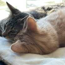 Thumbnail photo of Gilly #1