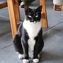 Thumbnail photo of high socks #3