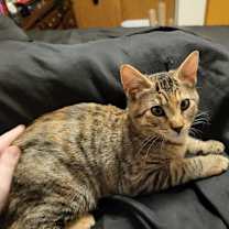 Thumbnail photo of Mushroom #1