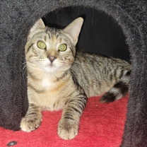 Thumbnail photo of Mushroom #2