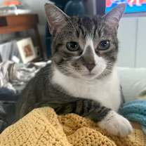 Thumbnail photo of Venus #3