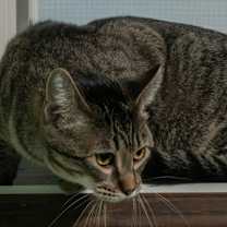 Thumbnail photo of Puffin #1