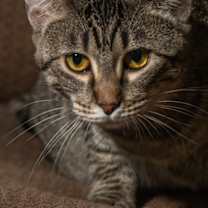 Thumbnail photo of Puffin #2