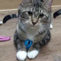 Thumbnail photo of Robin #2