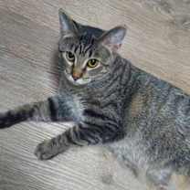 Thumbnail photo of Puffin #3