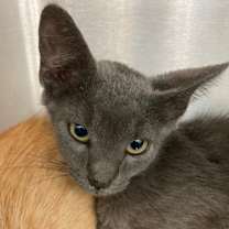 Thumbnail photo of Cassandra #2