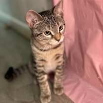 Thumbnail photo of Opal #3