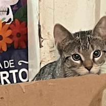 Thumbnail photo of Opal #4