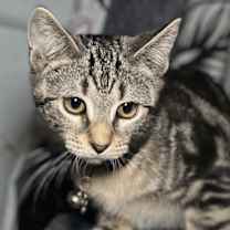 Thumbnail photo of Aquamarine #2