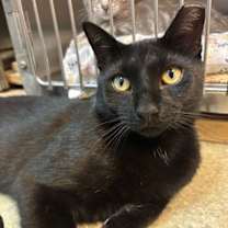 Thumbnail photo of Onyx #1