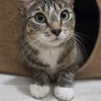 Thumbnail photo of June *$100 adoption fee* #1