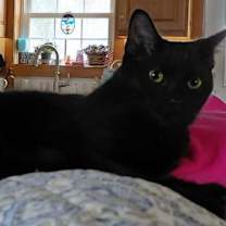 Thumbnail photo of Martha (foster kitten) #1