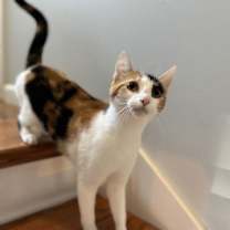 Thumbnail photo of KITTEN CALICO CASEY #2