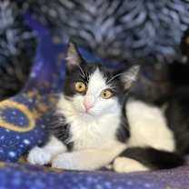 Thumbnail photo of Tootsie #3