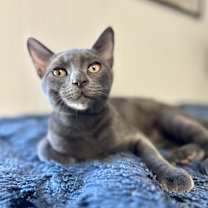 Thumbnail photo of Sweet Pea #3