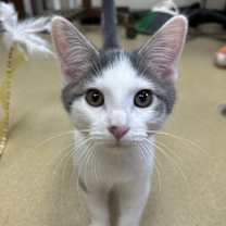 Thumbnail photo of Milton #1