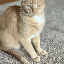 Thumbnail photo of Paprika & Cayenne #2