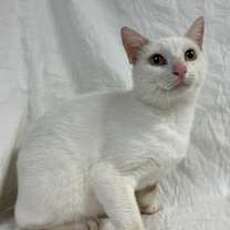 Thumbnail photo of Brumal #2