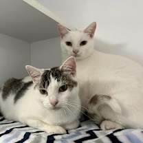 Thumbnail photo of Brumal #3