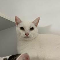 Thumbnail photo of Brumal #4