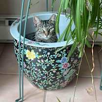 Thumbnail photo of Holly #4